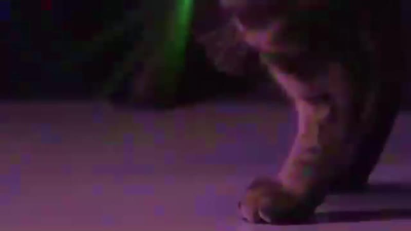 Пока мы отдыхали лома, котейки тусовались