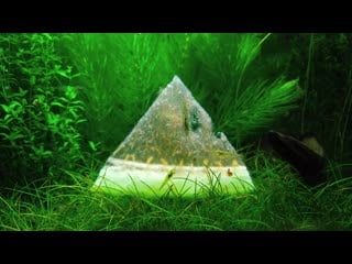 25th 26th month – (watermelon banana feeding frenzy) no filter, no co2, no ferts 5 gallon nano