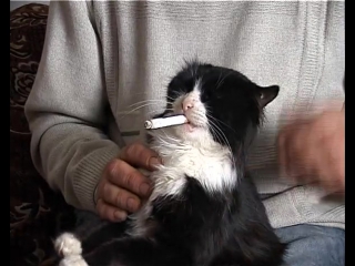 Косой хохол заставляет кота курить