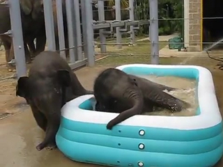 Baylor and tupelo in the pool