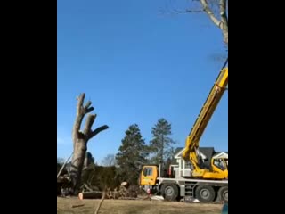 Машина для обрезки веток и сучьев vfibyf lkz j,htprb dtnjr b cexmtd