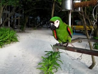 Funny parrot
