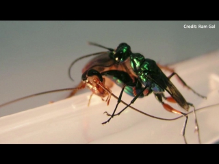 Сверчки самоубийцы, зомби тараканы и другие истории о паразитах