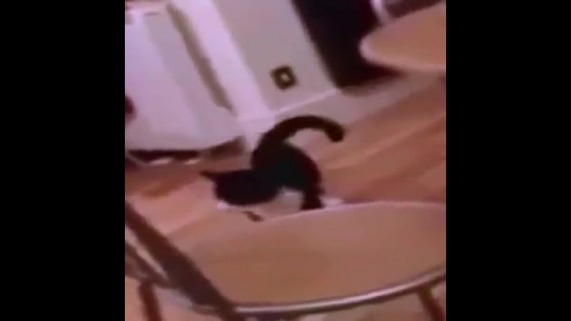 Упоротый котан (6 sec)
