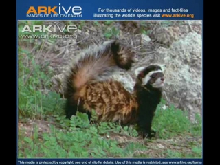 European marbled polecat (vormela peregusna)