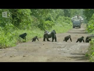 Silverback gorilla blocking traffic while his family crosses the road