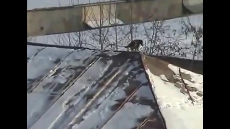 Ворона Катается На Майонезной Крышке