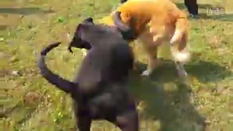 Sobachi boi tosa inu vs sao alabay