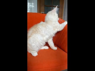 Тимба 21/02/23 timba ds 22