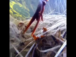 Just a couple of newts makin’ babies