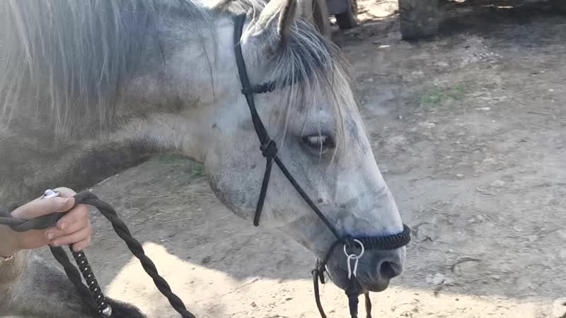 Горькоа, грохот под седлом, ласка на корде