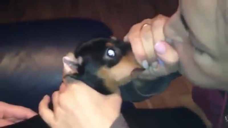 Надули собакена