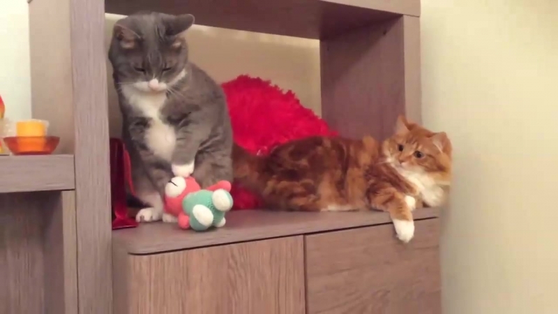 Котик обиделся