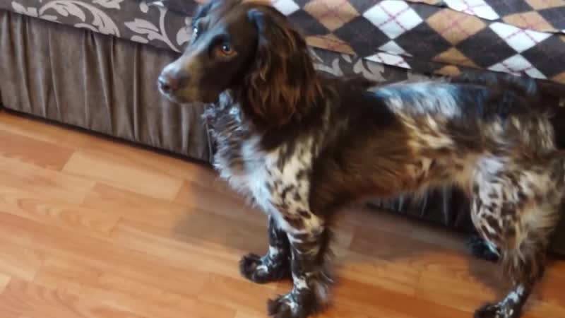 Русский спаниель лада наш живой будильник