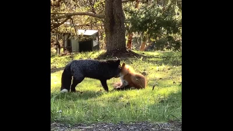 Утренние лисьи нежности