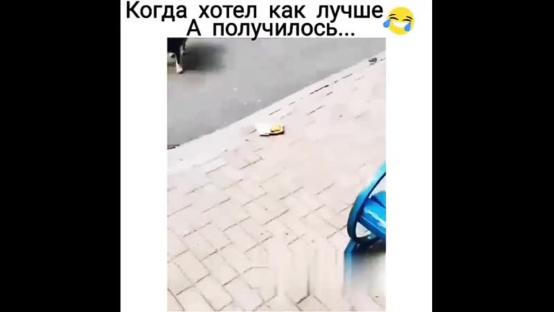 Решил покормить собачку