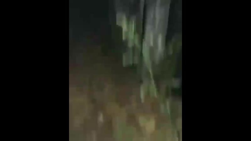 18 летние девочки ради забавы утопили котиков и сняли это на видео