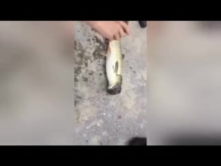 Chinese fisherman caught a mutant fish, with a pigeon