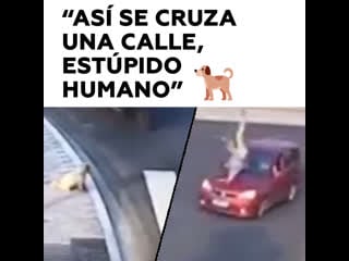 Perro ‘enseña’ a humano a cruzar la calle