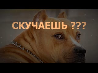 Американский стаффордширский терьер