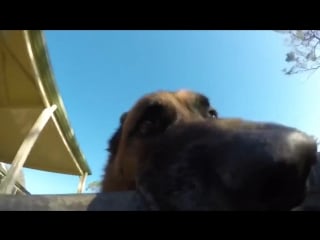 Собакен снимает лайв блог (vhs video)