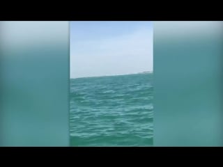 Hammerhead shark battles tarpon as boat audience is in absolute shock