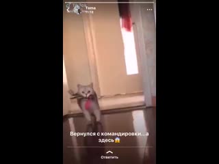 Измена коти😅