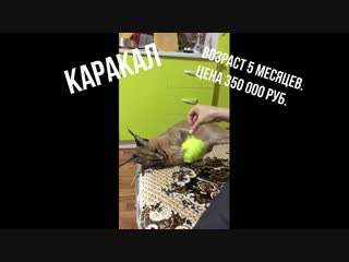 Каракал девочка