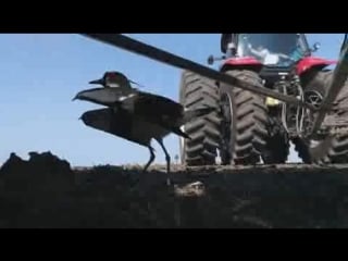 She protects her lair with the eggs, because they make no effort to save themselves