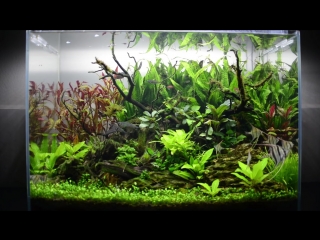 Lucid summer dream a 65cm planted aquascape