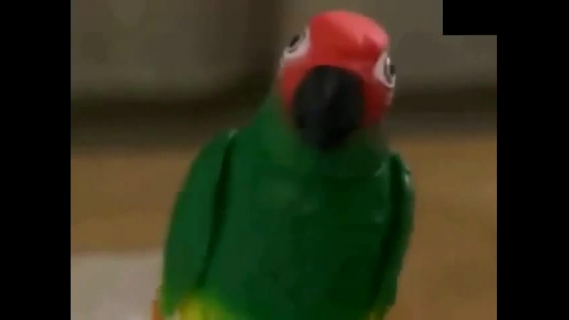 Попугай иннокентий