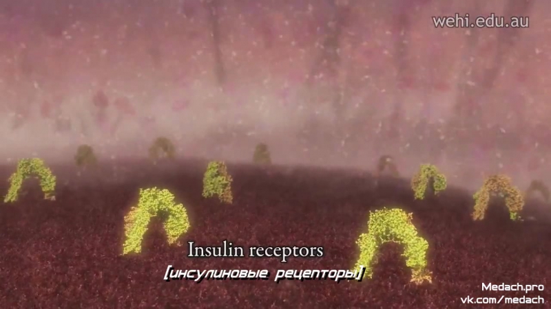 Выработка инсулина и сахарный диабет 1 типа