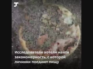 Учёные из сша скормили пиццу 10 тысячам личинок и засняли это на видео