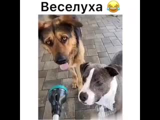 Песики развлекаются mp4