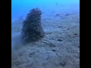 This formation allows fish to feed and guard by taking turns fish aquascaper ( 640 x 640 ) mp4