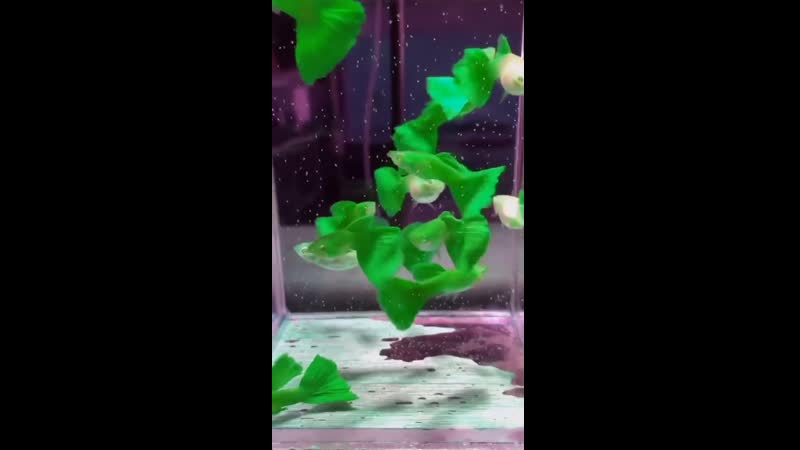 Guppy full green ))) гуппи зеленая