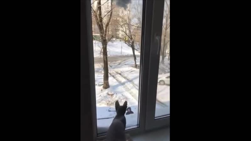Снежок