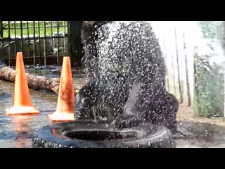 Кузя принимает прохладный душ