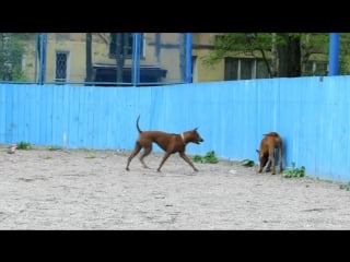 Thai ridgeback greta and amalia and brus