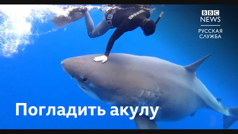 Белой porn video – Дайвинг с беременной белой акулой