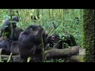 Gang of chimps porn and sex a lone chimp