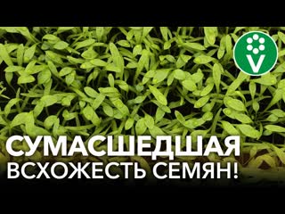 Даже самые старые семена после этого быстро прорастают, а рассада растет здоровая и урожайная!