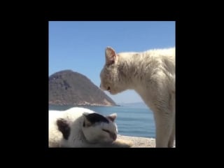 When you tell a friend you got coub of the day 😅 😁 (woooow nooo)