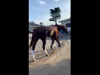 Mucho gusto getting a warm welcome to monmouth park