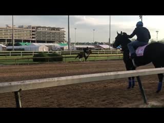 Serengeti empress checks out jaywalk and plus que parfait on the @churchilldowns track