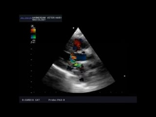 Hcm and mitral stenosis in a cat hcm en mitralis stenose bij een kat