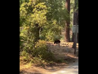 Tony and annie cavalero