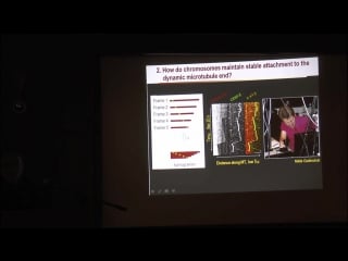 Ф и атауллаханов как клетка строит веретено деления