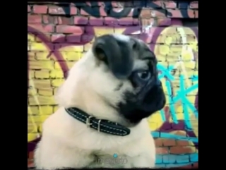 Pugs street смешное видео ганста мопса 😎👍😉🐾