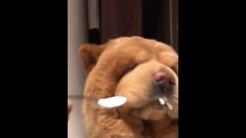 Молодые кормят с ложки